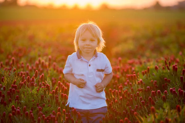Vackra Barn Bröder Underbara Crimson Klöver Fält Solnedgången Vår — Stockfoto
