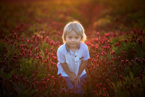 美しい子供たち 日没の豪華な真紅のクローバー畑の兄弟 — ストック写真