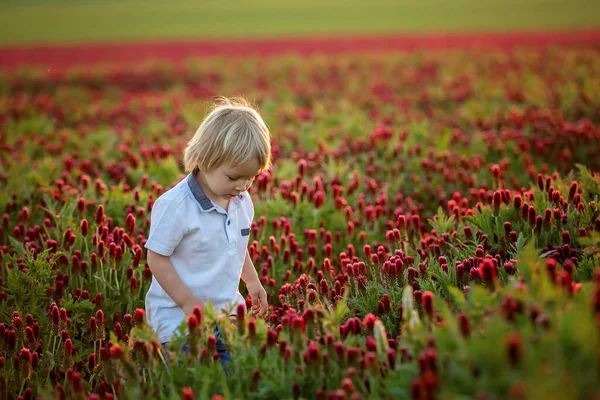 Beautiful Children Brothers Gorgeous Crimson Clover Field Sunset Springtime — Stock Photo, Image