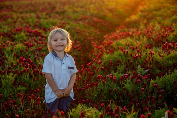 Vackra Barn Bröder Underbara Crimson Klöver Fält Solnedgången Vår — Stockfoto