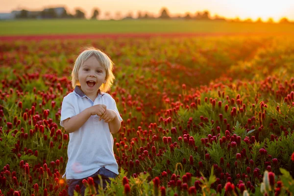 Beautiful Children Brothers Gorgeous Crimson Clover Field Sunset Springtime Stock Picture