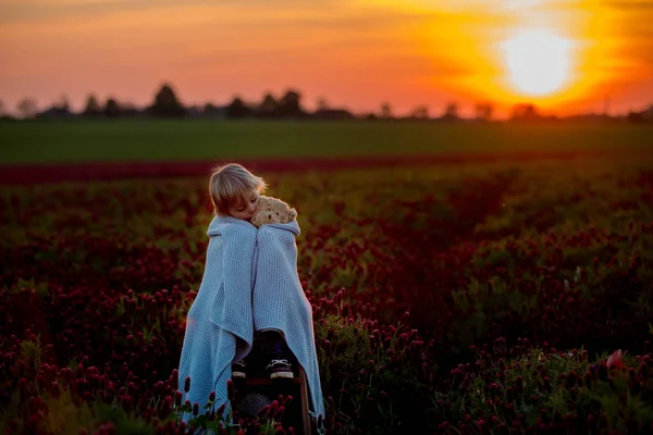 Όμορφα Παιδιά Αδέλφια Πανέμορφο Κόκκινο Τριφύλλι Πεδίο Στο Ηλιοβασίλεμα Την — Φωτογραφία Αρχείου