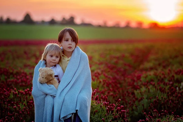 Beautiful Children Brothers Gorgeous Crimson Clover Field Sunset Springtime — Stock Photo, Image