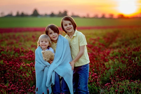 Schöne Kinder Brüder Wunderschönen Purpurroten Kleefeld Bei Sonnenuntergang Frühling — Stockfoto