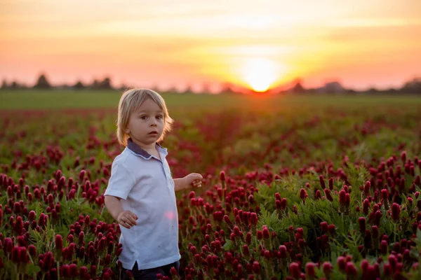 Beautiful Children Brothers Gorgeous Crimson Clover Field Sunset Springtime — Stock Photo, Image