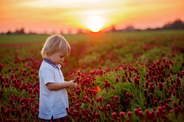 Beautiful Children Brothers Gorgeous Crimson Clover Field Sunset Springtime — Stock Photo, Image