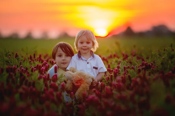 Hermosos Niños Hermanos Hermoso Campo Trébol Carmesí Puesta Del Sol — Foto de Stock