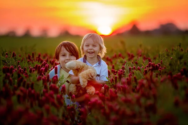 Hermosos Niños Hermanos Hermoso Campo Trébol Carmesí Puesta Del Sol — Foto de Stock