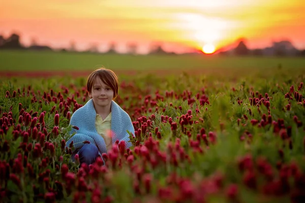 美しい子供たち 日没の豪華な真紅のクローバー畑の兄弟 — ストック写真