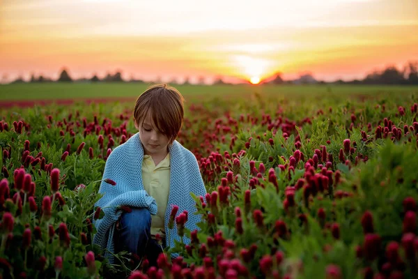 Piękne Dzieci Bracia Karmazynowym Polu Koniczyny Zachodzie Słońca Wiosna — Zdjęcie stockowe