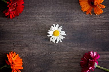 Kahverengi ahşap arka planda güzel gerberler