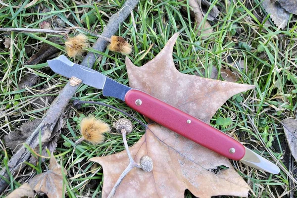 Grafting folding knife stainless steel blade red handle   green grass dry leaves backgound