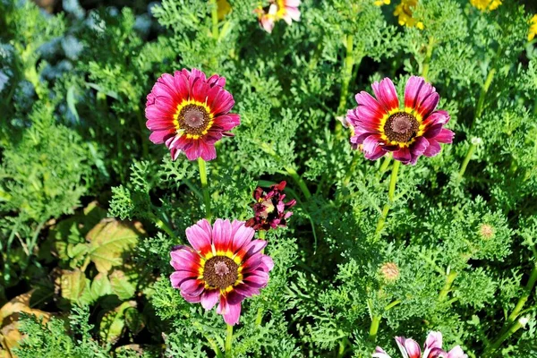 Beautiful red yellow flower green leaf close-up romantic nature blossom garden still life botany