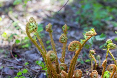 Genç bitki fern bracken