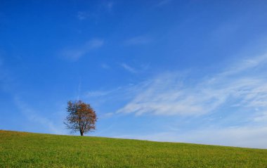 Mavi gökyüzü ile sonbahar manzarası