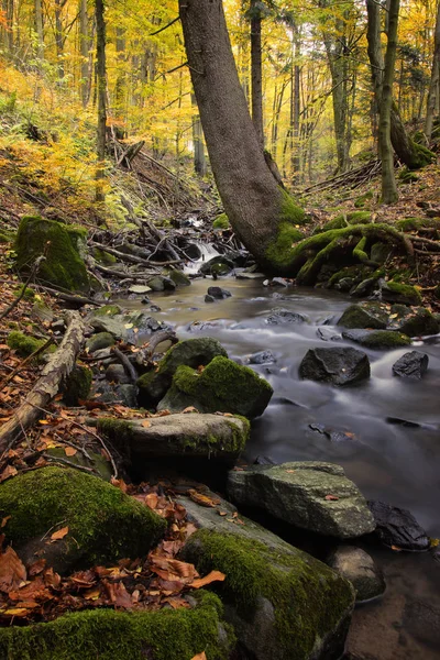 Trota di ruscello di foresta in autunno — Foto Stock