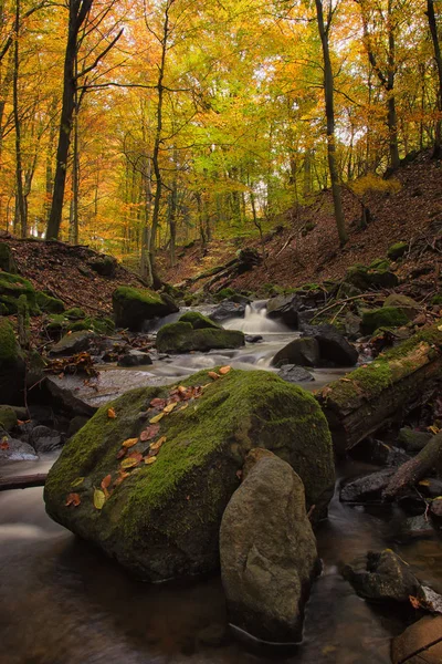 Trota di ruscello di foresta in autunno — Foto Stock