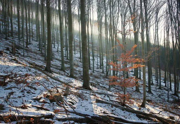 Foresta Nebbiosa Invernale Con Albero Fogliare Arancione — Foto Stock