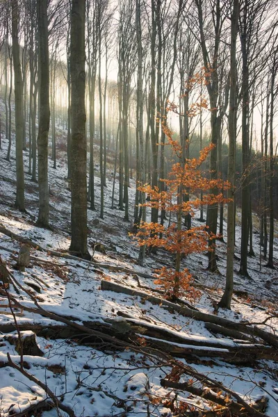 Winter Misty Bos Met Oranje Loof Boom — Stockfoto