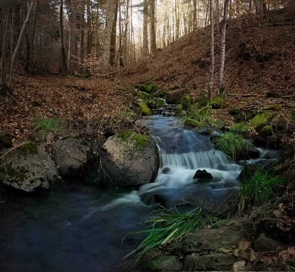 Scena della foresta in autunno Stagione — Foto Stock