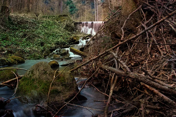 Lesní scéna v podzimu — Stock fotografie