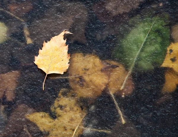 Les Feuilles Jaunes Tombées Reposent Sur Sol Sont Recouvertes Première — Photo