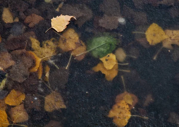 Düşen Sarı Yapraklar Yerde Yatar Ilk Karla Kaplanır Buzla Kaplanır — Stok fotoğraf