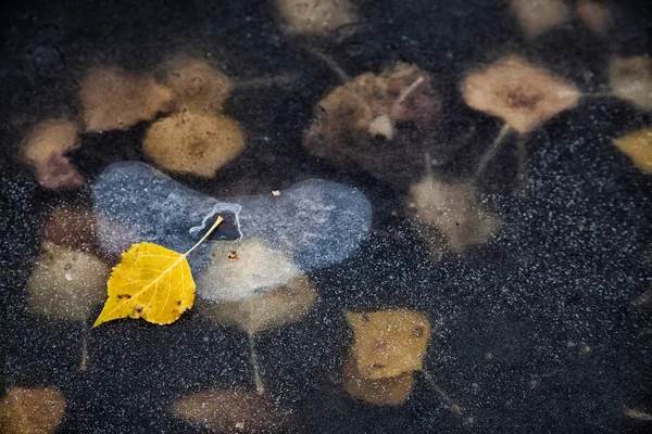 Πεσμένα Κίτρινα Φύλλα Βρίσκονται Στο Έδαφος Και Καλύπτονται Πρώτο Χιόνι — Φωτογραφία Αρχείου