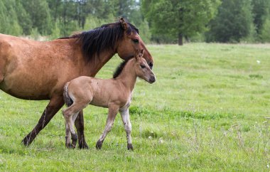 Atlar yazın bir çayırda tay ile otlar.
