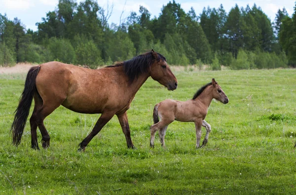 Konie Wypasają Się Latem Łące Źrebakami — Zdjęcie stockowe