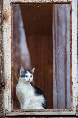 Kediler tuhaf bir şekilde pencereden sokağa bakıyorlar..