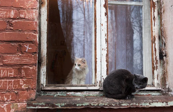 Chats Curieusement Regarder Par Fenêtre Sur Rue — Photo