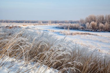 Ağaçlar, kuru çimenler ve çalılar soğuk bir günde kırağı kaplarlar..