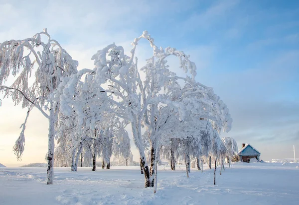 Sneeuwwitte Ijzige Winter Het Dorp Met Sneeuw Bedekte Bomen Hagen — Stockfoto
