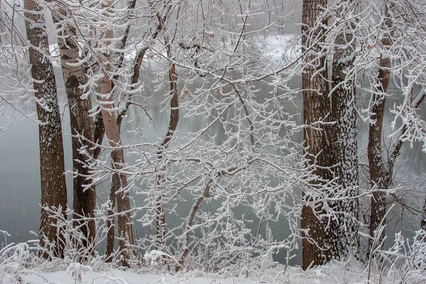 Stromy Keře Které Rostou Březích Řeky Pokrývá Chraplavý Mráz Sníh — Stock fotografie