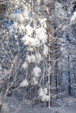 Kış ormanı, karla kaplı ağaç dalları, soğuk bir gün..