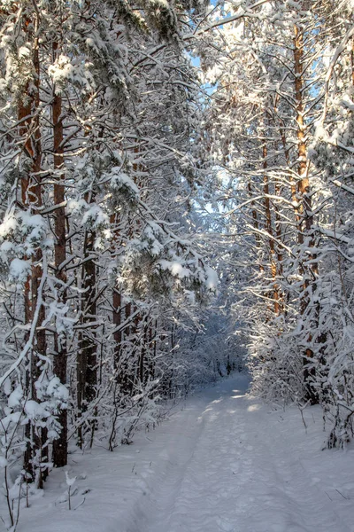 Winterbos Open Werk Besneeuwde Boomtakken Ijzige Dag — Stockfoto