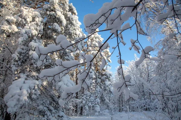 Zimowy Las Pokryte Śniegiem Gałęzie Drzew Mroźny Dzień — Zdjęcie stockowe