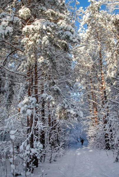 Winterbos Open Werk Besneeuwde Boomtakken Ijzige Dag — Stockfoto