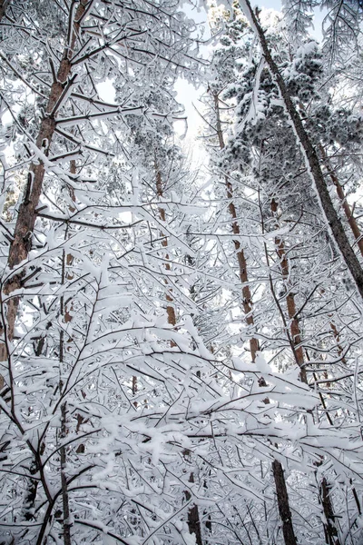 Winterbos Open Werk Besneeuwde Boomtakken Ijzige Dag — Stockfoto