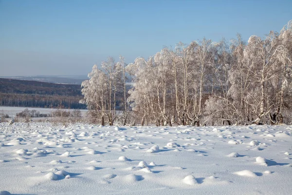 Berkenbos Een Ijzige Winterdag Ruimte Eromheen Bedekt Met Sneeuw — Stockfoto