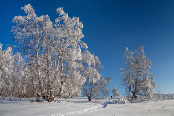 Brzozowy Gaj Mroźny Zimowy Dzień Przestrzeń Wokół Jest Pokryta Śniegiem — Zdjęcie stockowe