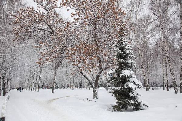 Alleys of the winter city. Trees: maples, spruce, birch covered with snow.