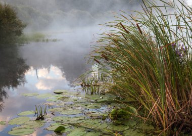 Rogoz, yakın plan, nehir kıyısında büyüyor..