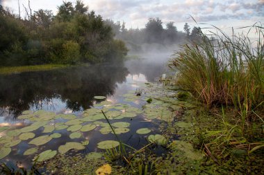 Nehirde sabah sisi. Kıyı boyunca büyüyen kanat kuyruğu, suda zambak yaprakları..