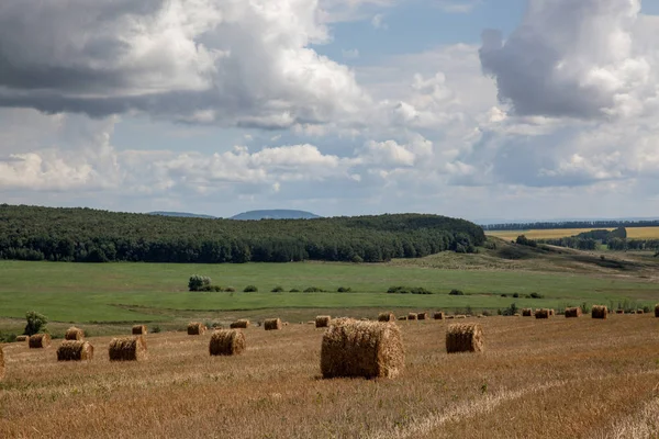 Bales Straw Field Harvesting Harvested Fattening Pets — Stock Photo, Image