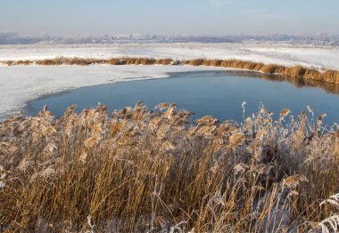 ulrush, covered with hoarfrost, on the shore of a reservoir, against the backdrop of the village. A lot of free space for text.