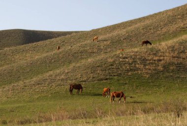 Panorama. Yeşil çimenler, çayırlar ve otlayan atlarla kaplı tepe arazisi.