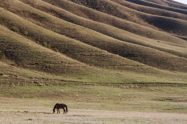 Panorama. Yeşil çimenler, çayırlar ve otlayan atlarla kaplı tepe arazisi.