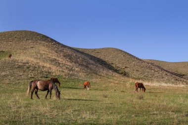 Panorama. Yeşil çimenler, çayırlar ve otlayan atlarla kaplı tepe arazisi.